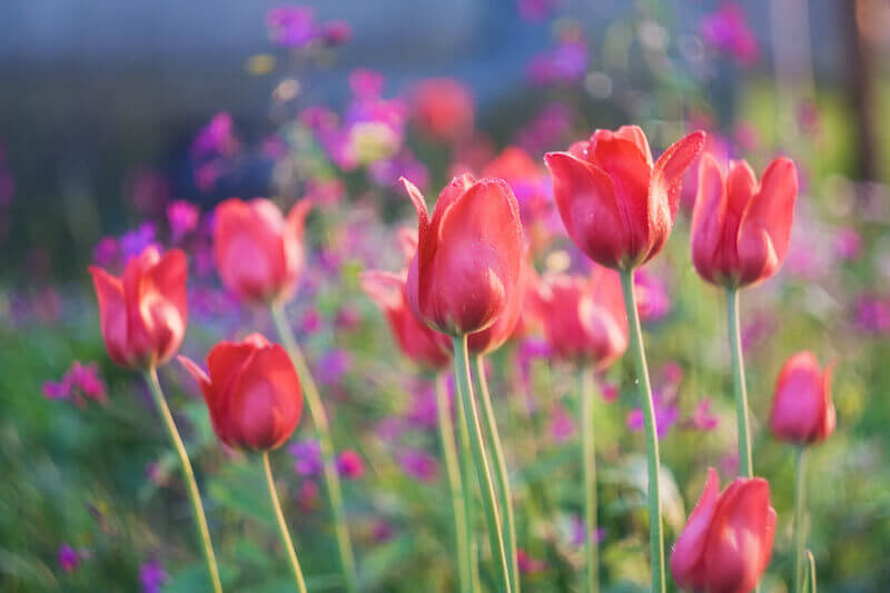 from winter to spring showing blossoming flowers