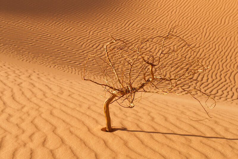 withered and dry tree