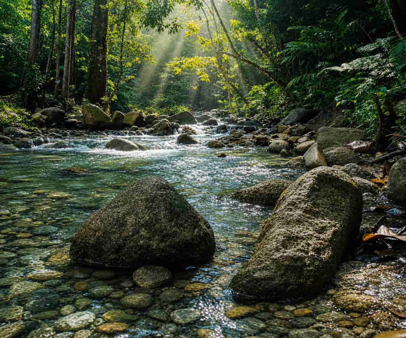 Clear water flowing through a sunlit green forest