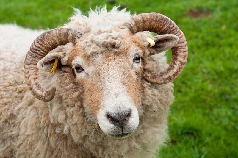 He Made Him to Be Sin for Us showing a sheep