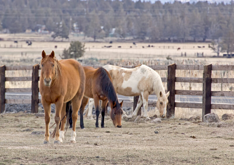 Some Trust in Chariots, and some in Horses showing horses grazing
