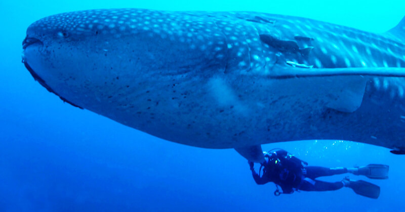 the sign of the prophet Jonah showing a whale