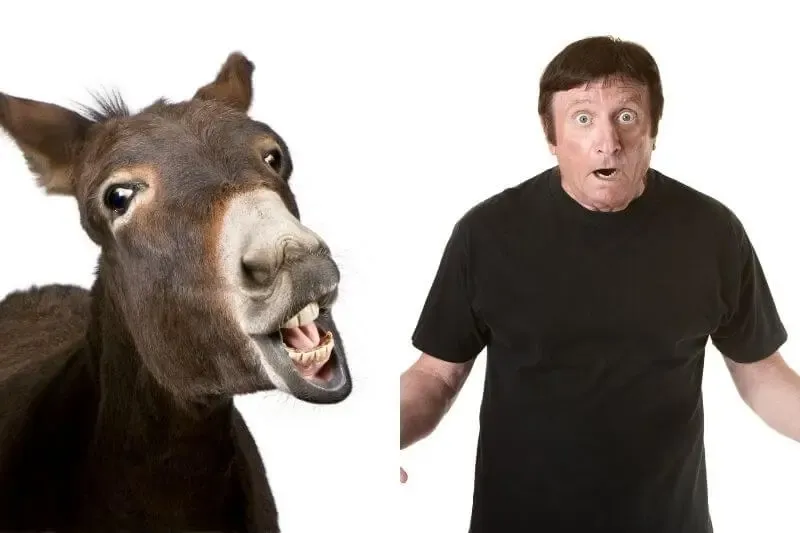 Balaam's donkey speaking showing a man and a talking donkey