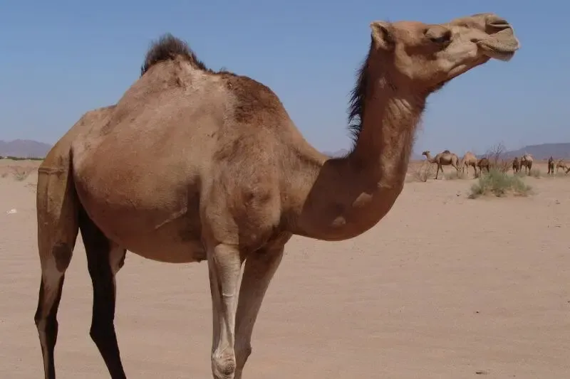 camel eye of needle