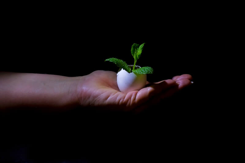 The child grew showing a hand holding a young plant