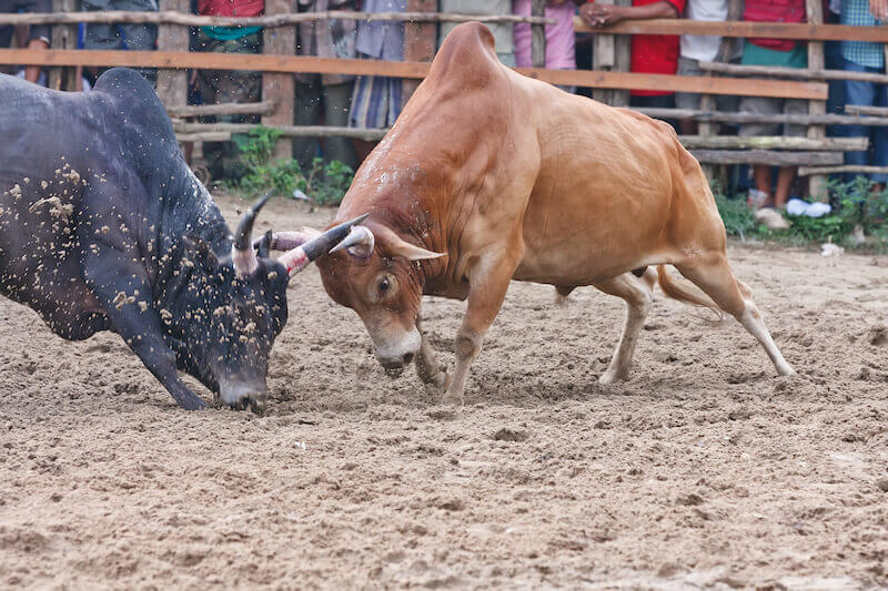 The law and grace showing a bull fight