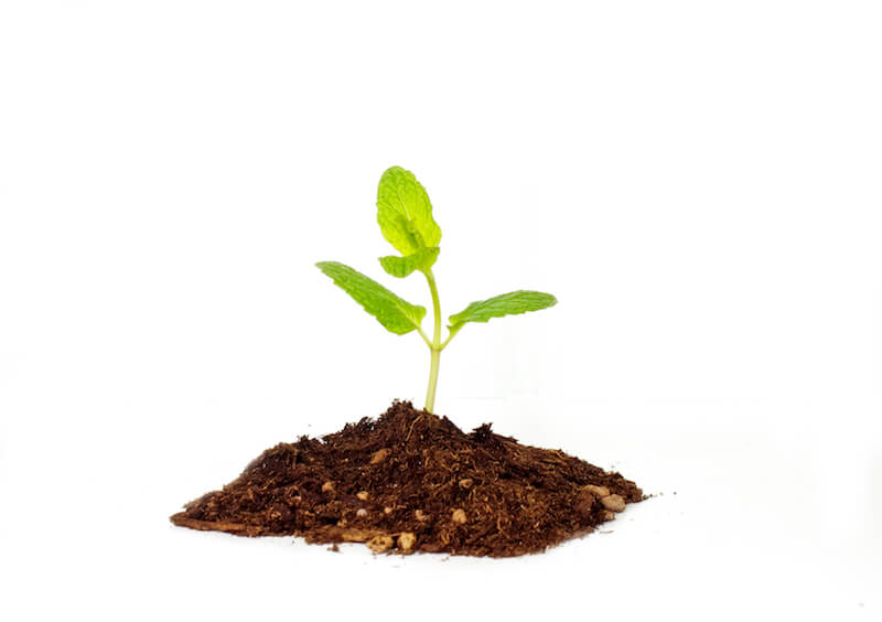 Perfecter of our faith showing a small plant that is growing