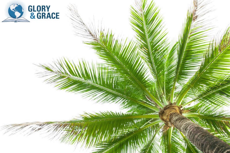 Flourishing in God's presence image showing a healthy palm tree