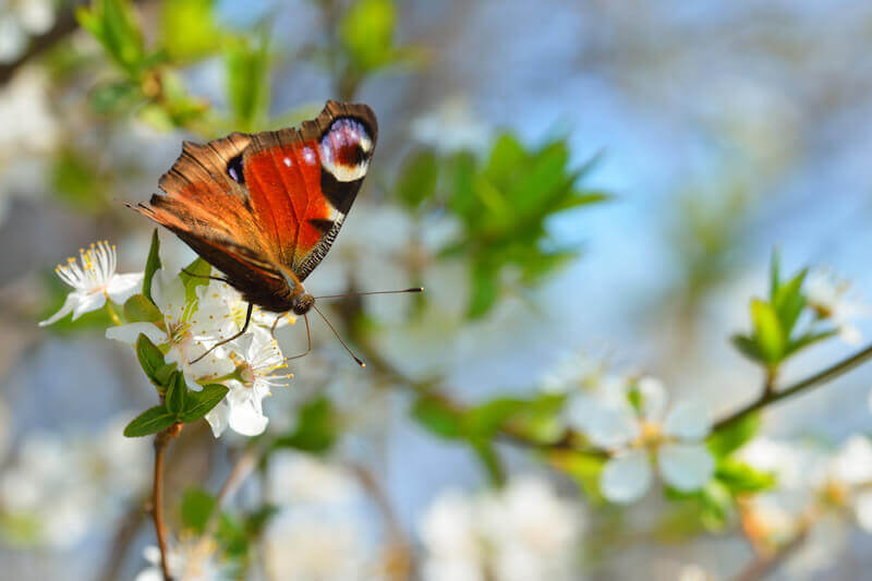 Grace is God's power showing a butterfly