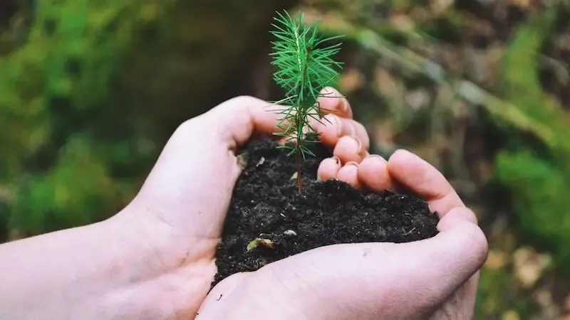 Increase grace showing a small plan growing