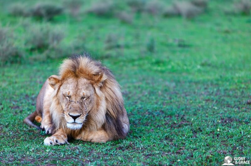 lion of the tribe of judah