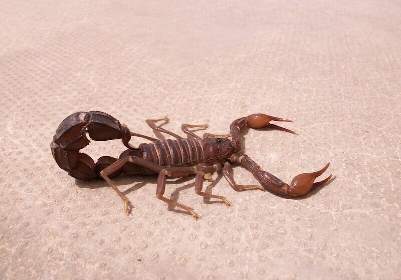 power to tread upon serpents and scorpions showing a scorpion