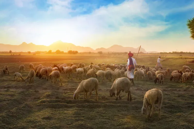 Shepherd and bishop of our souls showing a man tending sheep