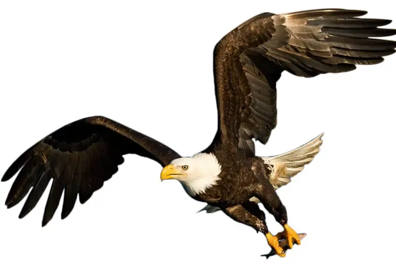 wait upon the Lord renew strength showing an eagle