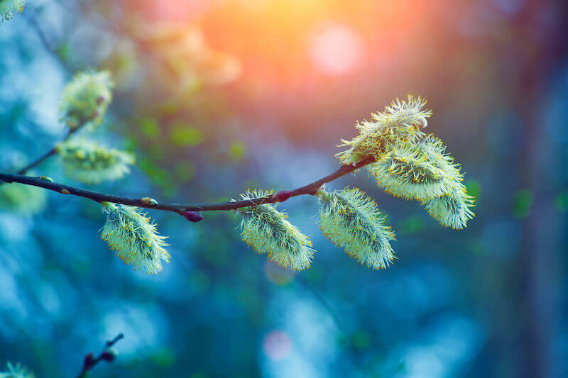 Willow tree branch